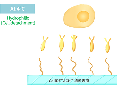 4℃時(shí)，溫敏聚合物涂層為高分子伸直狀態(tài)，表現(xiàn)為親水性，利于貼壁細(xì)胞的脫落
