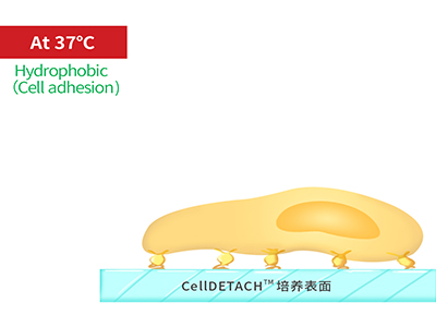 37℃時(shí)，溫敏聚合物涂層為高分子卷縮狀態(tài)，表現(xiàn)為輕度疏水性，更有利于細(xì)胞的貼附